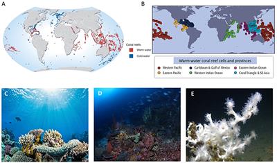 Coral <mark class="highlighted">Reef Ecosystems</mark> under Climate Change and Ocean Acidification